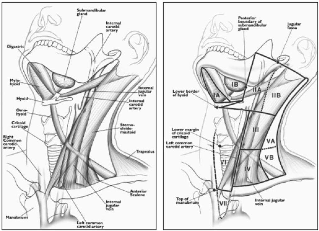 Fig. 1: Anatomy nodal