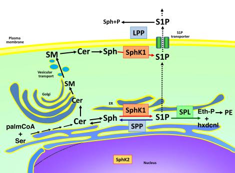99 4)S1P4 and S1P5 receptors Production and degradation of S1P Fig.