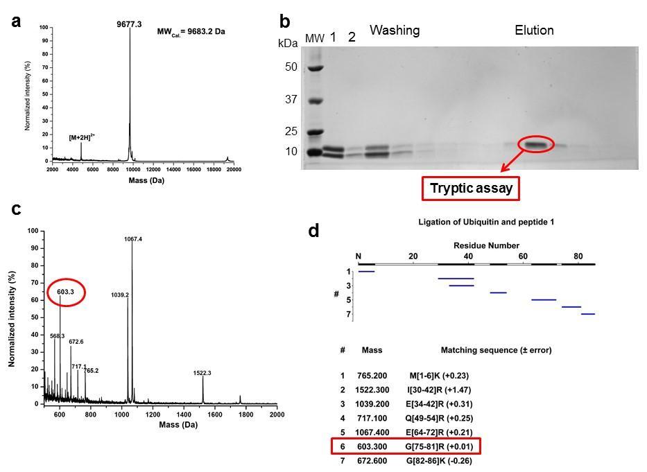 Supplementary Figure 2 Mass spectrometry analysis of the ligation product of ubiquitin and peptide 1 (P 1 P 2 = GL).