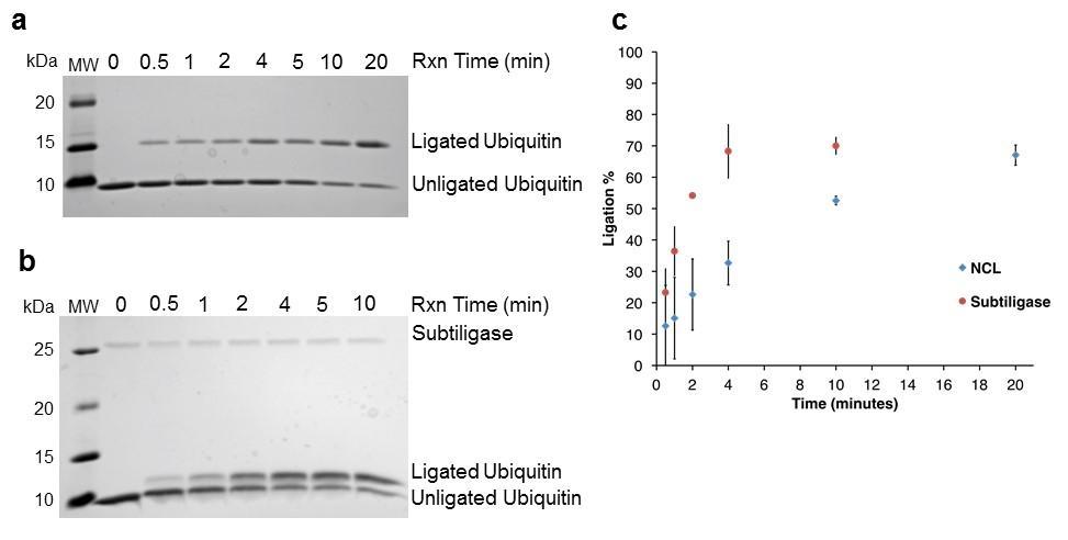Supplementary Figure 5 Comparative kinetics between native chemical ligation and subtiligase-catalyzed ligation. (a) Native chemical ligation. (b) Subtiligase-catalyzed ligation.