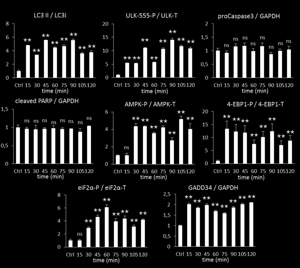Densitometry data represent the intensity of procaspase-3, cleaved PARP, GADD34 normalised for GAPDH, LC3II normalized for LC3I, ULK-555-P normalized for total level of ULK, AMPK-P