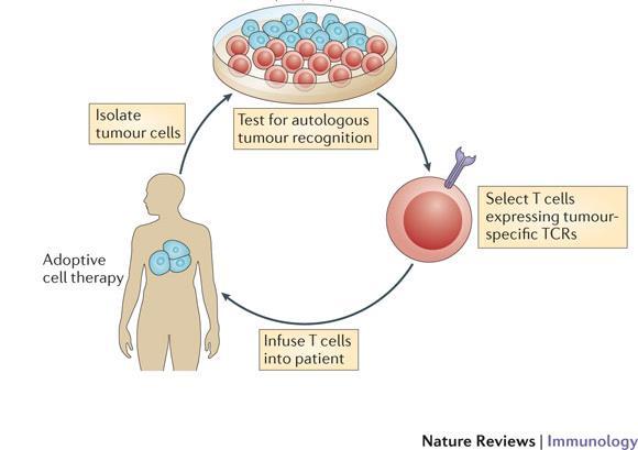 an individual s tumor and immune response to identify