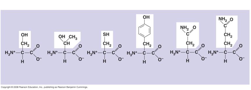 (Cys or C) Tyrosine (Tyr or Y) Asparagine (Asn or N) Glutamine (Gln or Q) Acidic Electrically charged Basic Methionine