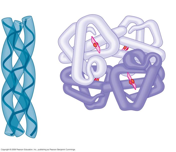 coiled like a rope Hemoglobin Four Levels of Protein globular protein consis8ng of four polypep8des: two alpha and