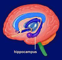 Hippocampus Sea horse Plays a critical role in learning and memory Creates a mental map