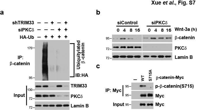 Supplementary Figure 7. PKC is the upstream component of TRIM33-induced β-catenin degradation.