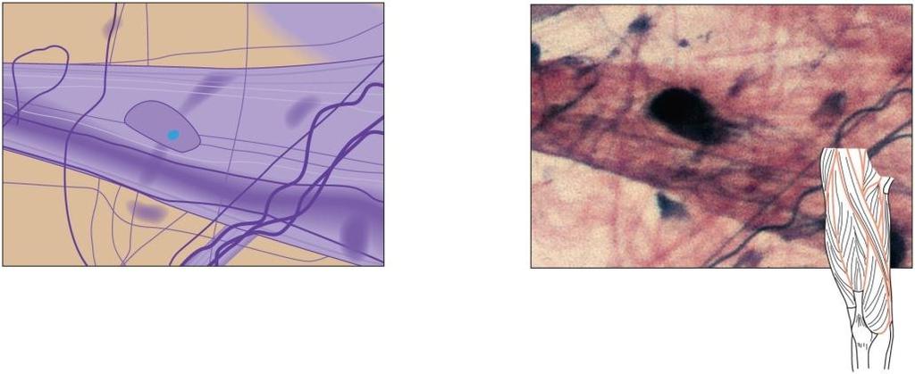Connective Tissue Types Areolar Connective Tissue Mainly fibroblasts Gel-like ground substance Collagenous fibers Elastic fibers Binds skin to