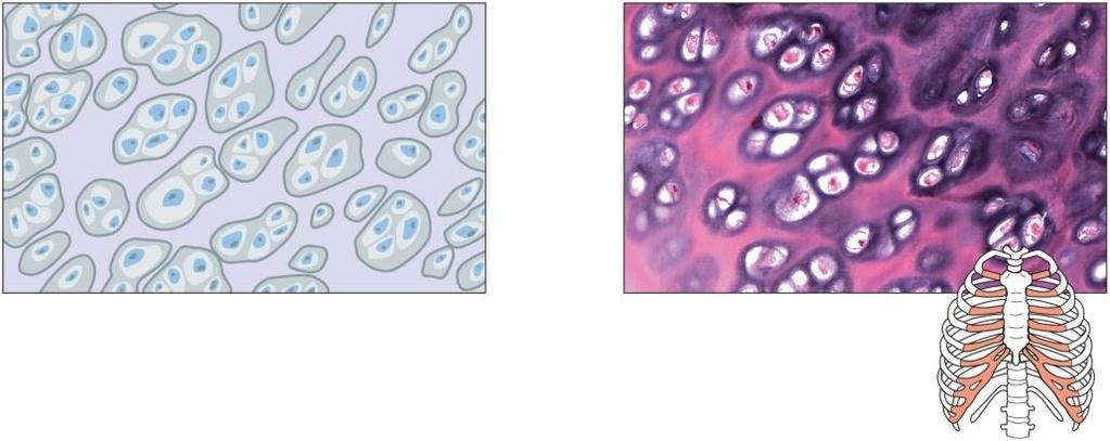 Connective Tissue Types Three (3) types of cartilage: Elastic fibers