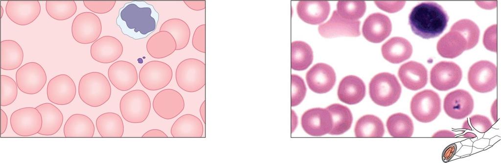 Connective Tissue Types Blood Fluid matrix called plasma Red blood cells White blood cells Platelets Transports Defends White blood