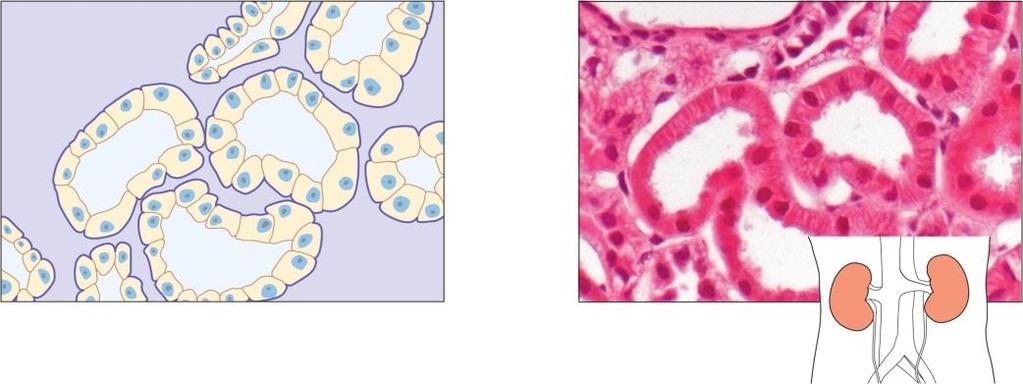 Secretes, absorbs Free surface of tissue Simple squamous epithelium Basement Nucleus Connectiv e tissue Lumen Connectiv e tissue Nucleus