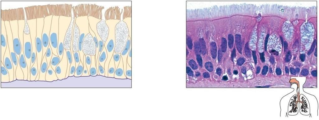Epithelial Tissue Types Simple columnar: Single layer of elongated cells Nuclei usually near the basement Membrane at same level Sometimes possesses cilia Sometimes possess microvilli Often has