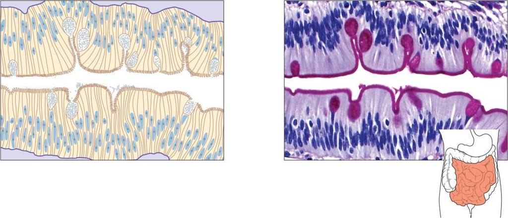 Often has cilia Often has goblet cells Lines respiratory passageways Nucleus Cytoplasm Cilia (free surface of tissue) Cytoplasm Microv illi (free surface of tissue) Mucus Goblet cell Basement