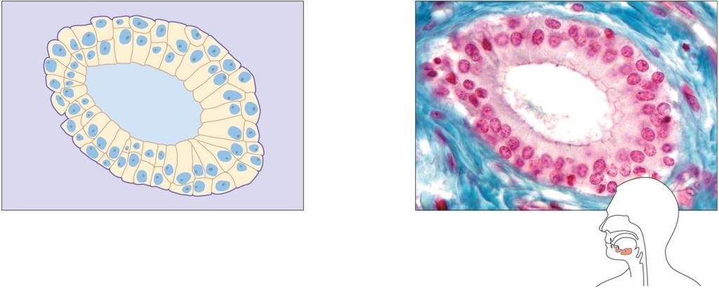 Epithelial Tissue Types Stratified squamous: Many cell layers Top cells are flat Can accumulate keratin Outer layer of skin Lines oral cavity, vagina, and anal