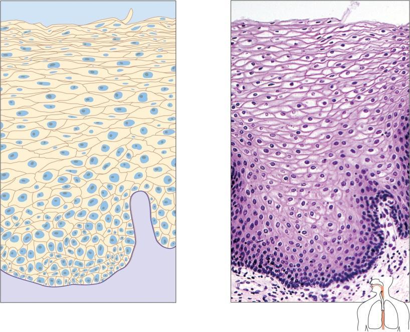 salivary glands, and the pancreas Stratified cuboidal epithelium Nucleus Lumen Free surface of tissue Basement membrane Connectiv e tissue Layer of dividing