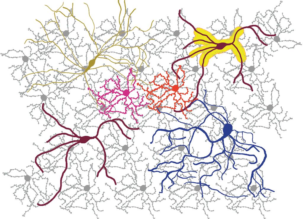 Cell types in the Striatum
