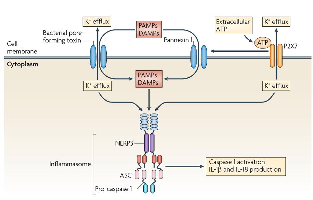 NLRP3 inflammsome Jurg Tschopp and Kate Schroder, Nature 10: 210-215, 2010 PAMPs, pathogen-associated molecular patterns; DAMPS, danger associated molecular
