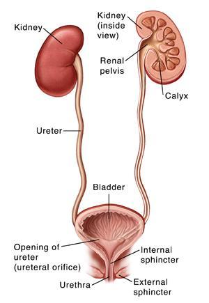 Urinary system consists of: Kidneys which produce urine; Ureters which carry urine from the kidneys; Urinary