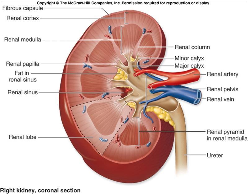 Internal (macro-microscopic) structure of kidney 1.