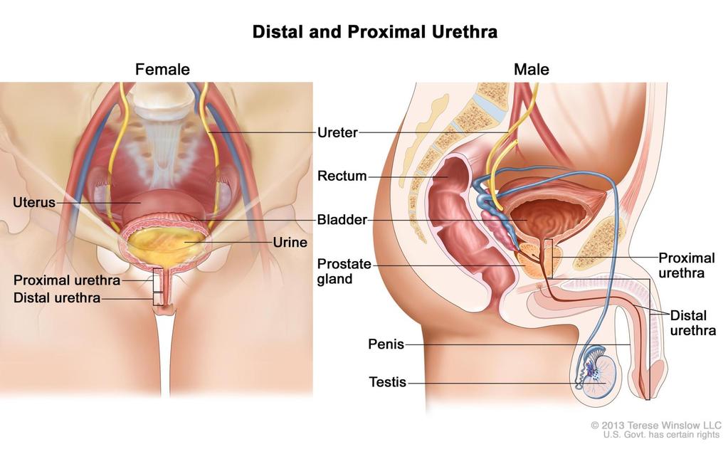 Urethra,