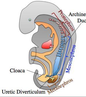 Kidney development or nephrogenesis The development of the kidney
