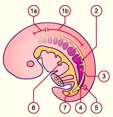Kidney development or nephrogenesis Pronephros pronephric tubules, pronephric duct; Mesonephros mesonephric
