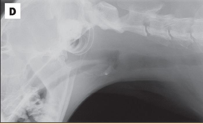 D: radiographic appearance of cat with tracheal lymphoma.