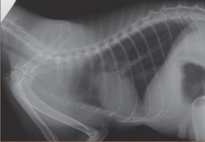 of a honking nature, as is characteristic of tracheal collapse in small dogs. The coughing is likely to be acute during the onset and dyspnoea may be a noticeable feature.