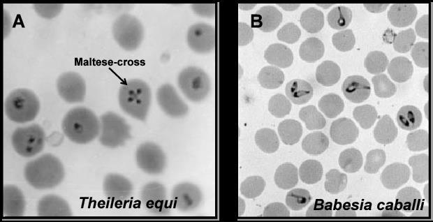 Diagnosis Estimation of the prevalences of Babesia caballi and Theileria equi infections and Anaplasma phagocytophilum in the regions of Lazio and Tuscany.