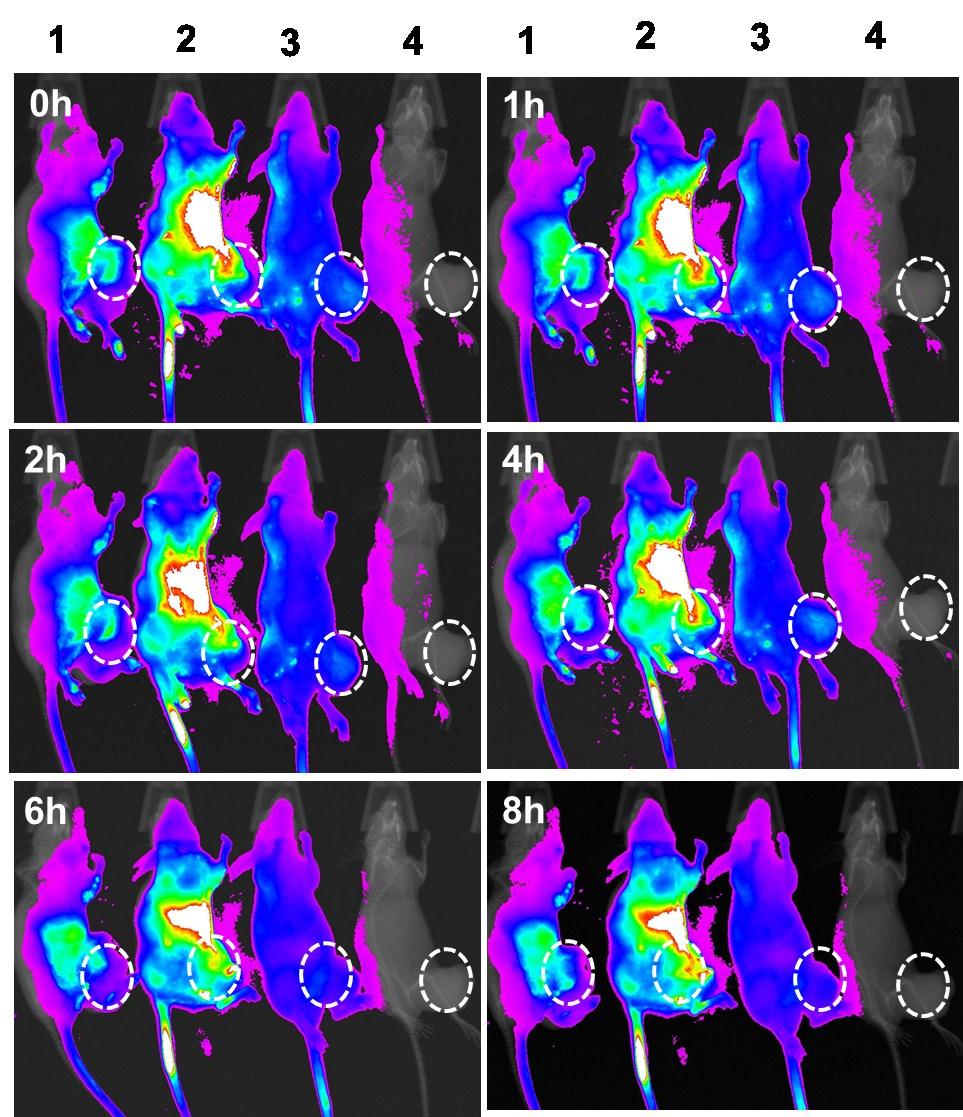 Fig. S25 In vivo imaging in SCC7 xenografted tumor