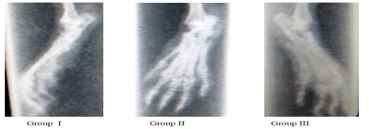 Page40 Figure 3 Radiology of hind legs in adjuvant induced arthritic rats. 4.
