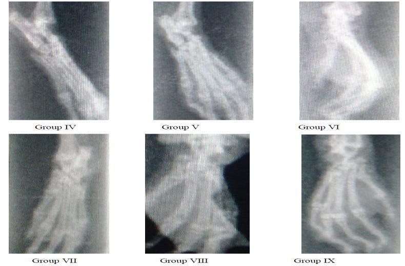 cartilage and bone destruction. It has close similarities to human rheumatoid disease (Singh S et al, 1996).