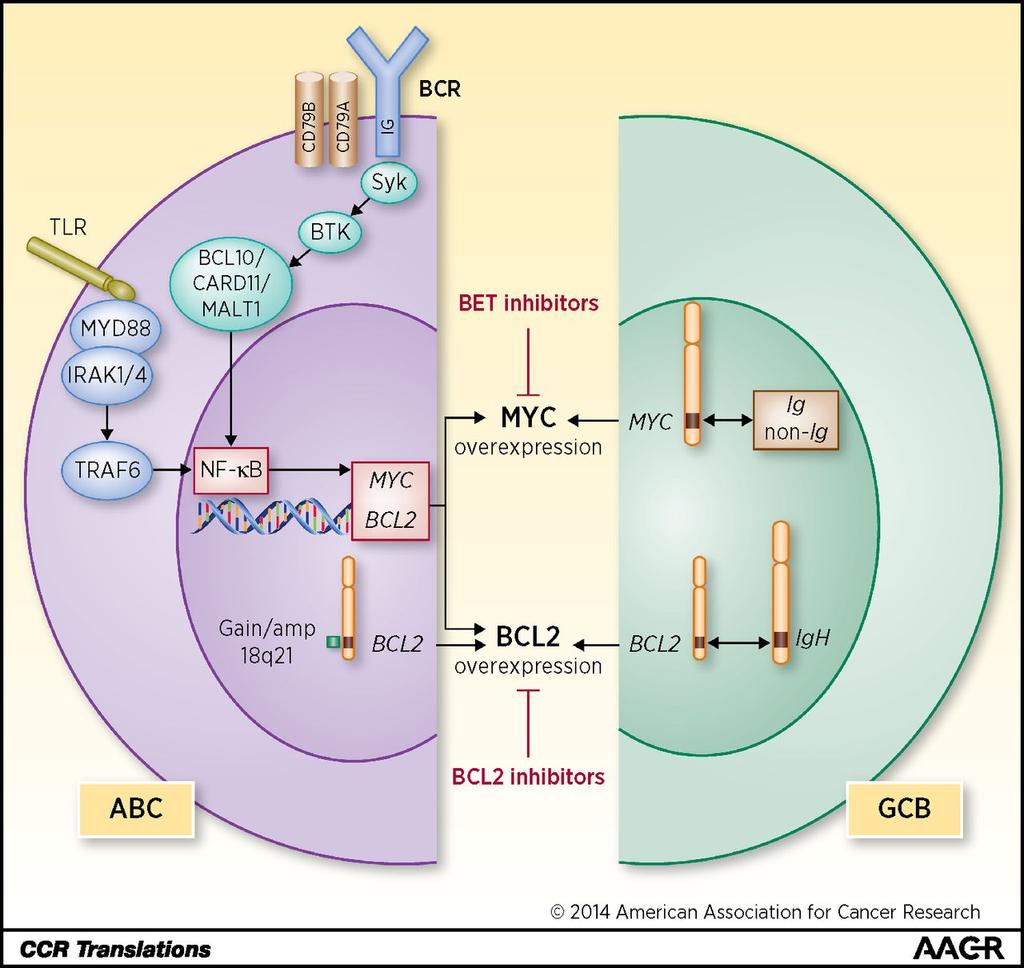 BCL-2 and Myc in DLBCL Mottok A, and