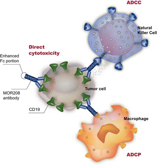 MOR208: Mode of Action Significantly enhanced in vitro ADCC, ADCP through Fc engineering; direct cytotoxic effects