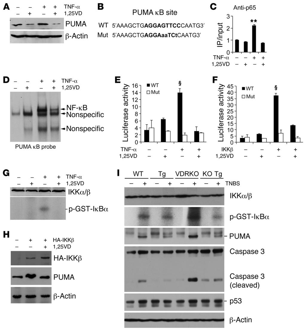 Figure 9 Epithelial VDR signaling abrogates PUMA induction by blocking NF-κB activation. (A) Western analysis of PUMA in HCT116 cells treated with TNF-α (100 ng/ml) ± 1,25(OH) 2D 3 (1,25VD, 20 nm).