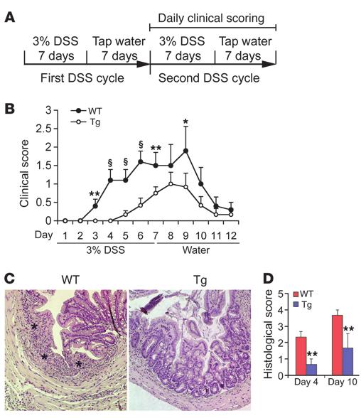 Figure 5 Epithelial hvdr attenuates DSS-induced colitis. (A) Schematic illustration of DSS treatment protocol. (B) Time course of disease activity index in WT and Tg mice during the second DSS cycle.