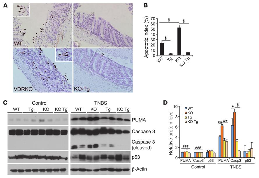 Figure 8 Epithelial VDR signaling attenuates gut epithelial cell apoptosis. WT, VDRKO, Tg, and KO Tg mice were studied in parallel using the TNBS colitis model.