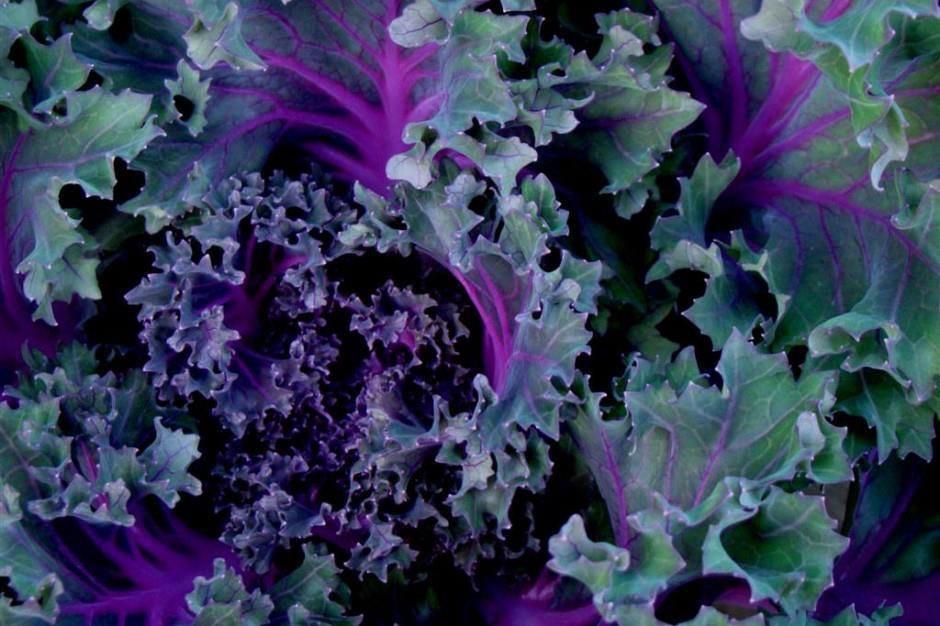 4. Kale Kale is a nutritionally packed leafy vegetable that contains incredible healing and rejuvenating properties.