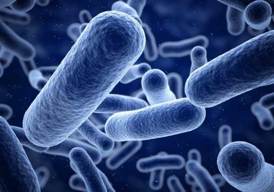 4 LISTERIA - Listeria is a Gram-positive bacterium, motile by means of flagella.