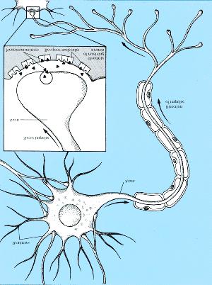 Neuroscience Terms Neurons- dendrites, cell body, axon, presynaptic terminals