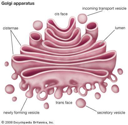 Golgi Apparatus Proteins formed in the ER generally move to the Golgi Apparatus Golgi Apparatus consists of closely layered stacks of membrane-enclosed spaces that process, sort, package, and deliver