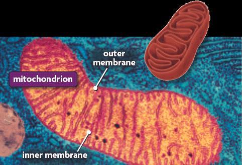 Mitochondria Mitochondria supply energy to the cell.