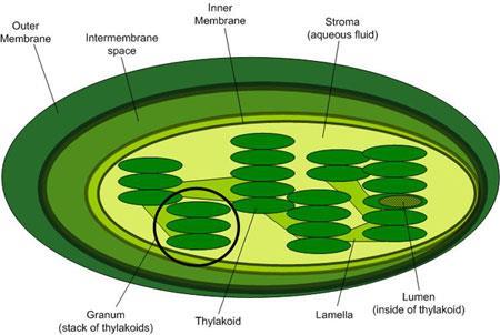 Chloroplasts Chloroplasts carry out photosynthesis and convert solar energy to chemical energy through a series of complex chemical reactions.