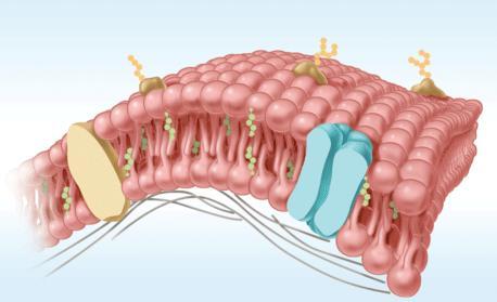Cell Membrane Cell membranes are composed of two phospholipid layers.