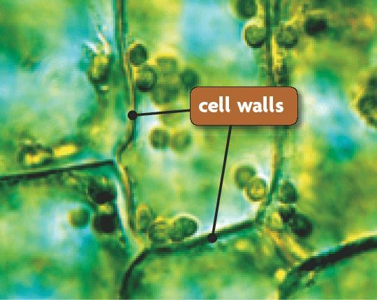 Cell Wall Found in plants, algae, fungi, and most bacteria.
