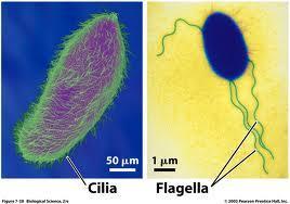 Cytoskeleton also includes flagellum and cilia Have a specialized arrangement of microtubules responsible for their