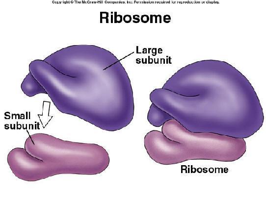 Ribosomes Found on the Rough ER and within the cytoplasm Tiny organelles that link amino acids together to form proteins.