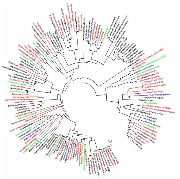 The phylogenetic tree inferred from bacterial 16S rdna sequences which were identified in all patients using the Neighbor-Joining and the Kimura 2-parameter methods Bacteria previously identified in