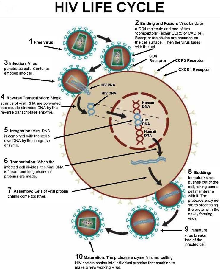 HIV Structure and Life Cycle A retrovirus is a virus with RNA as its genetic material. Retroviruses are able to insert their genetic material into a host cell.