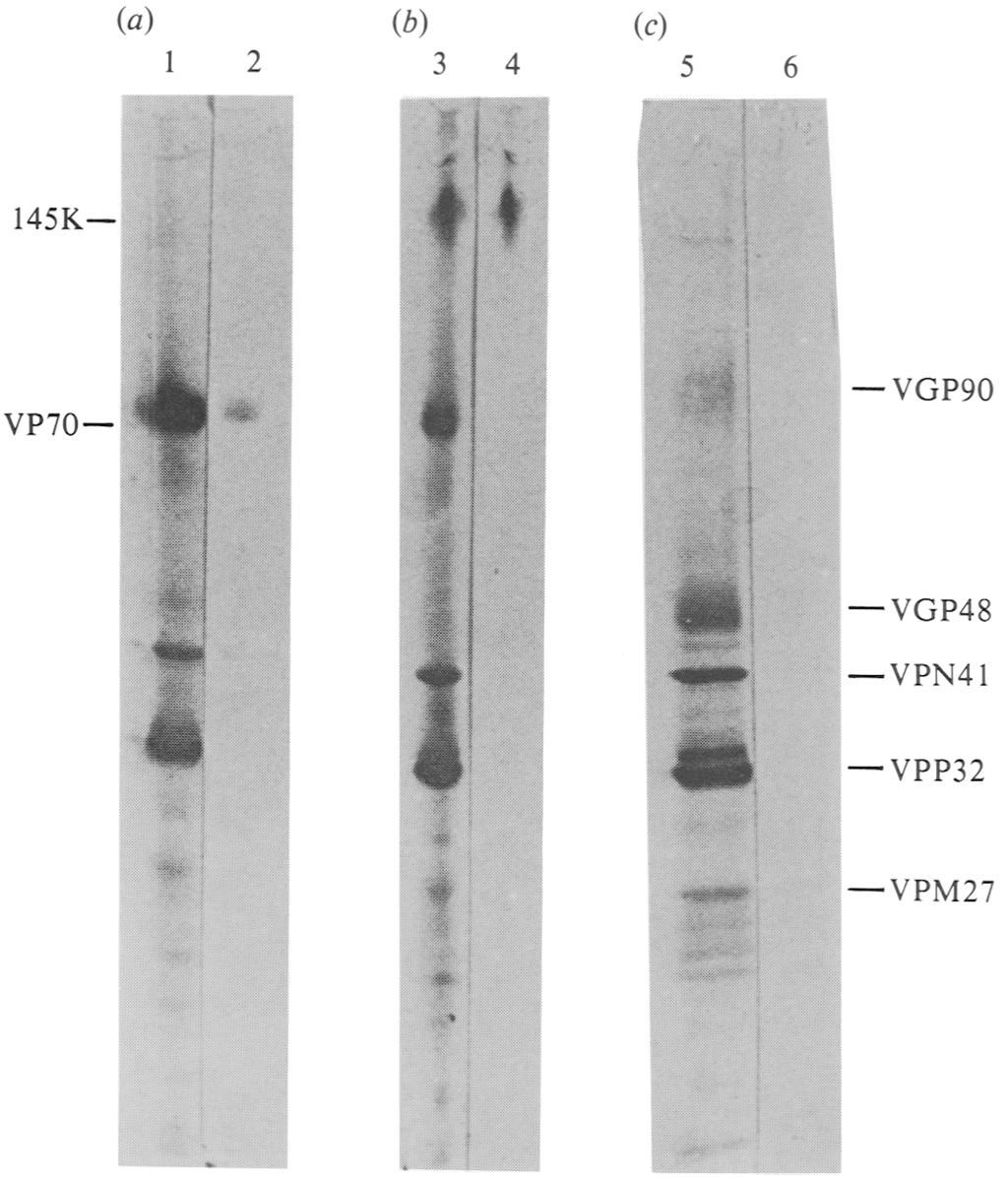 866 H. B. GIMENEZ AND OTHERS (a) (b) (c) 1 2 3 4 5 145K-- VP70~ -- VGP90 --VGP48 VPN41 ~VPP32 --VPM27 Fig. 2. Reaction of the 4-15 antibody with the proteins of RS virus.