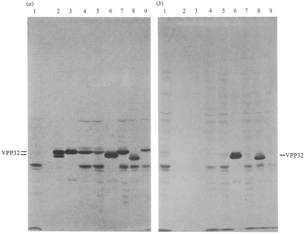 868 H. B. G I M E N E Z (a) (a) 1 AND OTHERS 2 3 4 5 6 7 8 9 1 2 3 4 5 6 VPP32~ 7 8 9 ~VPP32 Fig. 3. Reaction of monoclonal antibodies 3-5 and 4-14 with RS virus isolates.